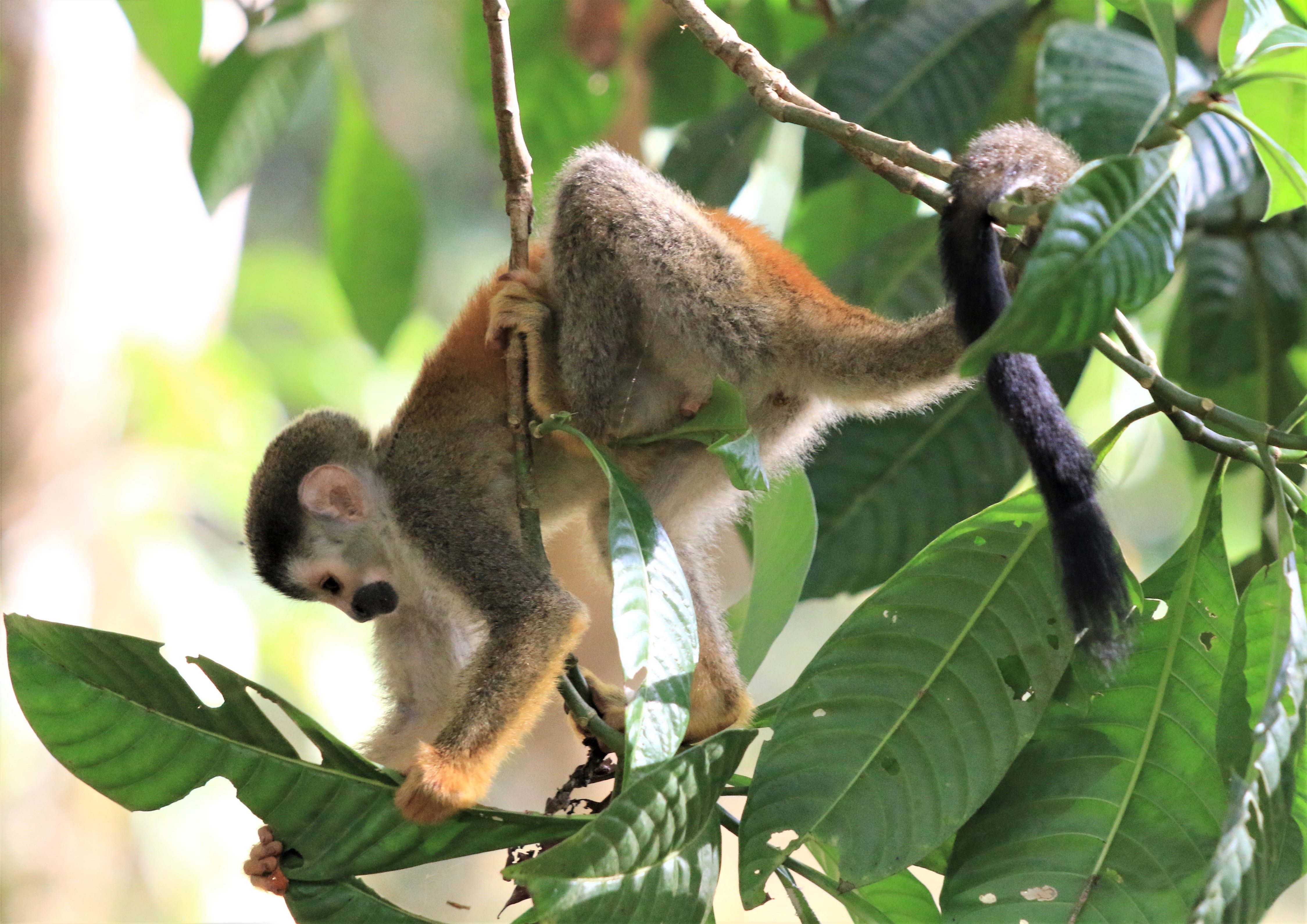 Costa Rica